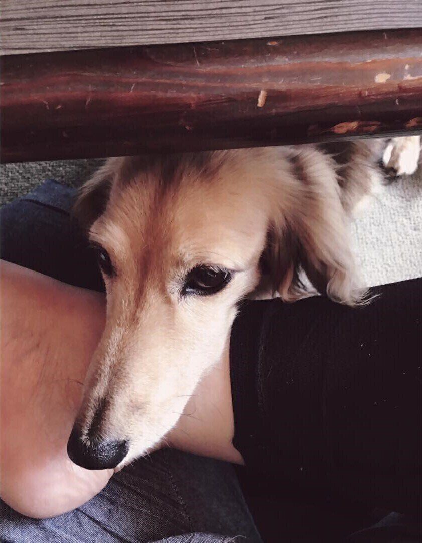 カニンヘンダックスのいちごちゃん