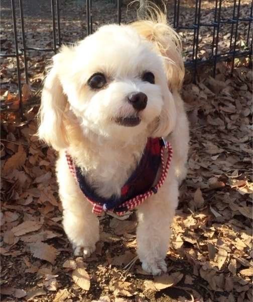 老いるとしなくなる犬の意外な変化