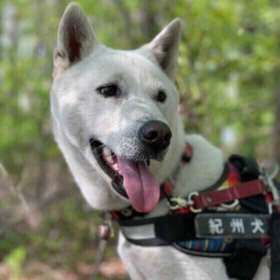 紀州犬の柏ちゃん