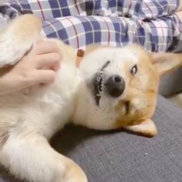 白目をむいてうとうとするりんご郎くん