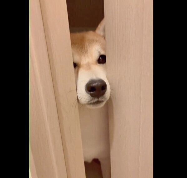 圧をかける栗太郎くん