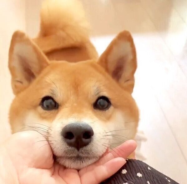 あご乗せするももっぷちゃん