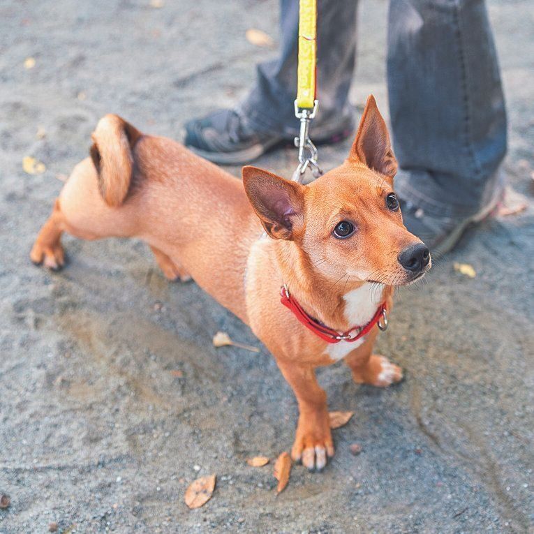 沖縄の保護団体から来た生後７カ月のはじめくん。この日は新しい預かりボランティアさんの家へ