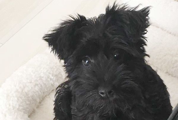 見つめるミニチュア・シュナウザー