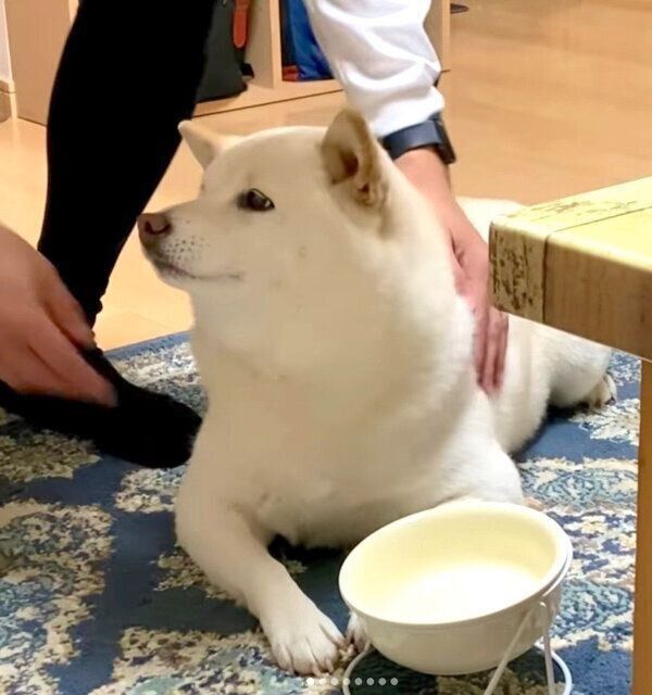 パパさんのナデナデに夢中になってしまうごん太くん