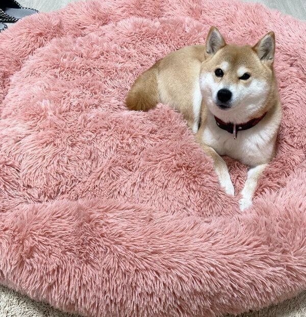 まったりするポポちゃん