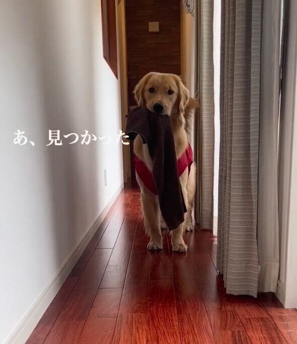 タオルをこっそり持ち出したことがバレてしまったサンちゃん
