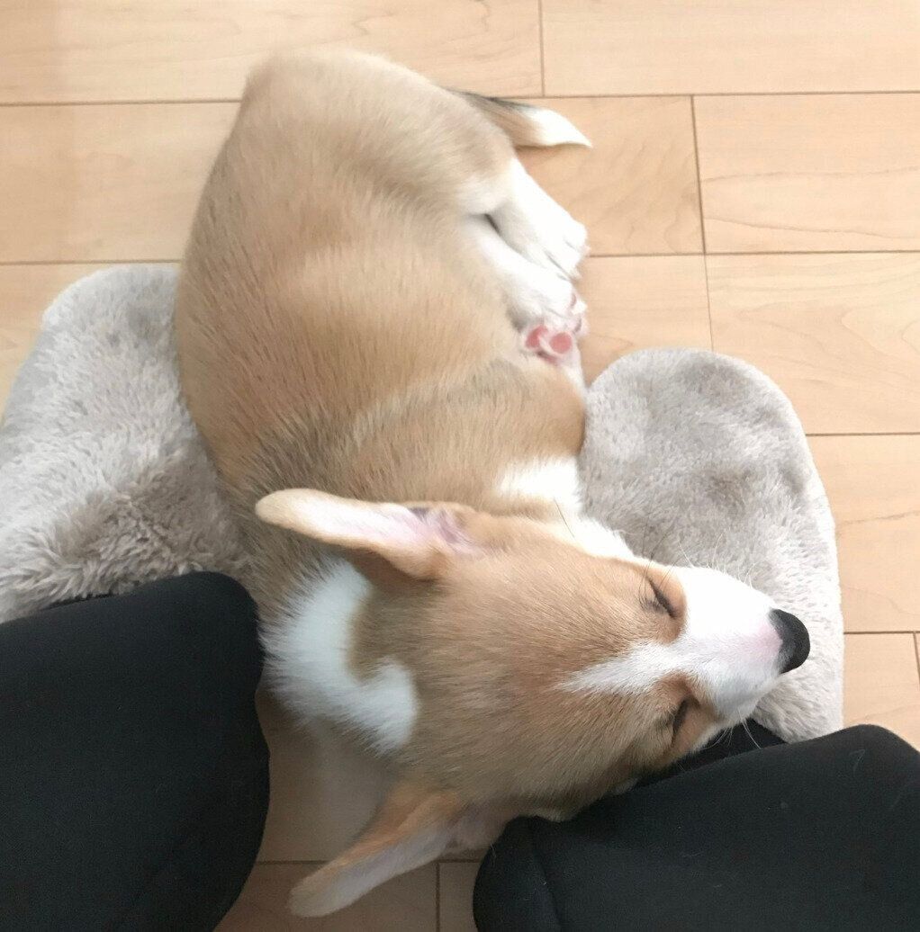 生後2カ月ごろのウィルくん