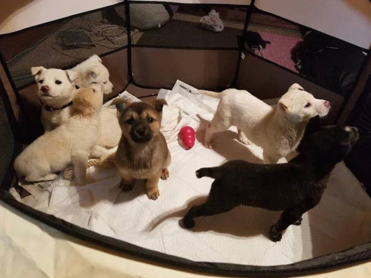 預かりボランティアさんの家にいたときのころんちゃんとほかの子犬たち