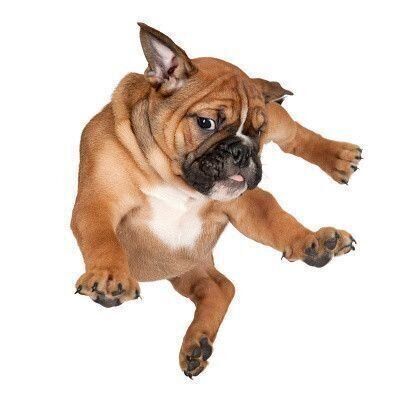 ボクサー犬？動物モチーフ、ブロンズ像 ボクサー犬 | Lisa Larson Knennel - 北欧家具 hisagu