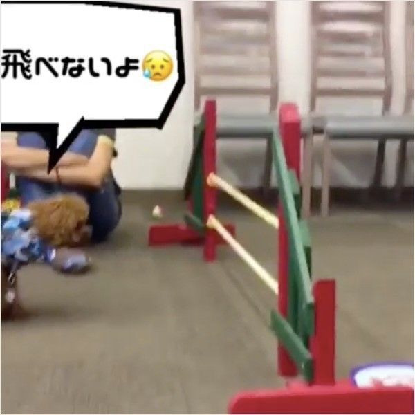 高飛びワンコ