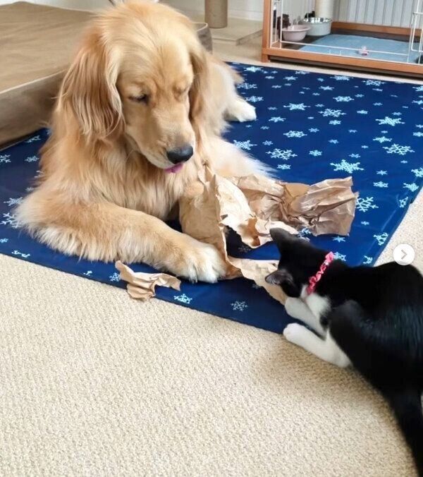 優しく見守るママみたい 包装紙をビリビリにする子猫を見つめる犬の姿にほっこり いぬのきもちweb Magazine