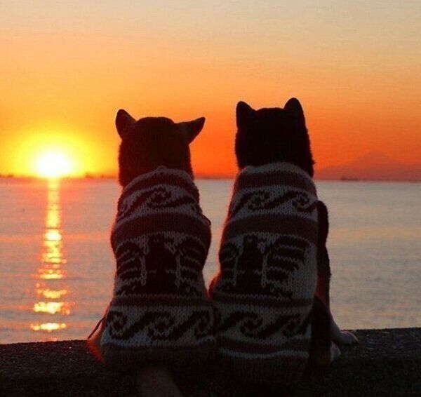 夕日を眺めるゆりあちゃん、けんしろうくん