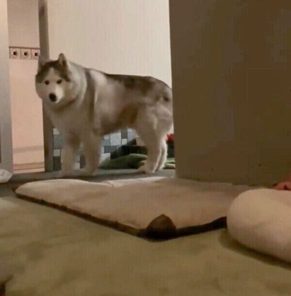 飼い主さんのほうを見つめるフィスくん