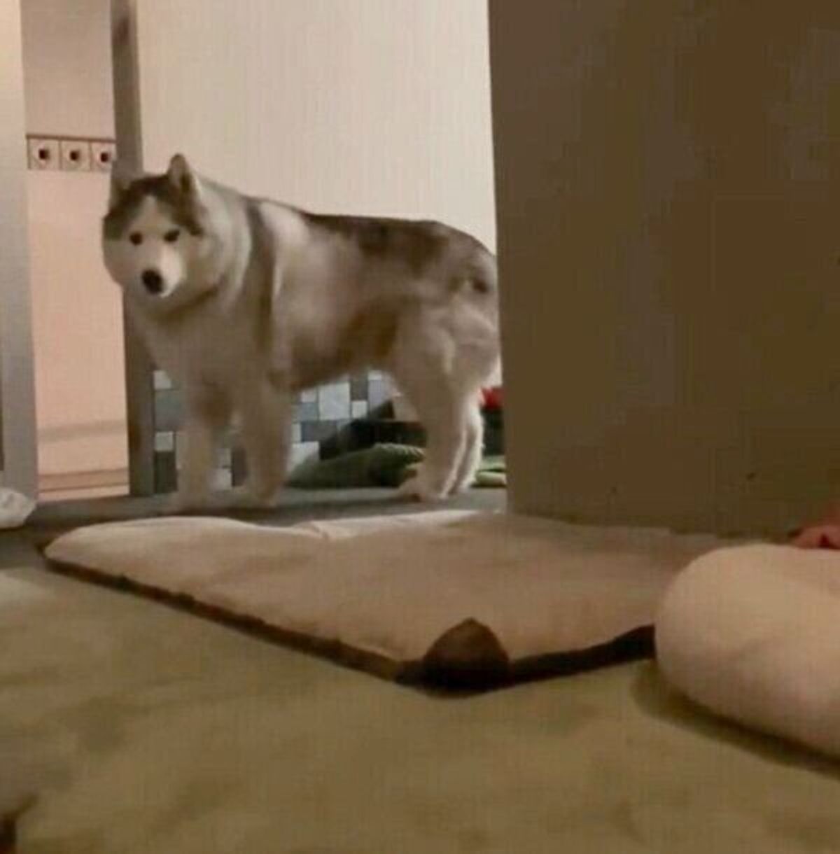 飼い主が深夜に隠し撮り 人間並みのリアクション を見せたハスキーがおもしろすぎ いぬのきもちweb Magazine 飼い主が深夜に隠し撮り 人間並みのリアクション を見せたハスキーがおもしろすぎ いぬのきもちweb Magazine