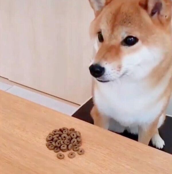 フリーズするコマリちゃん