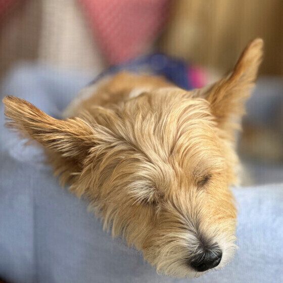 ジャック・ラッセル・テリアのしぃたけくん