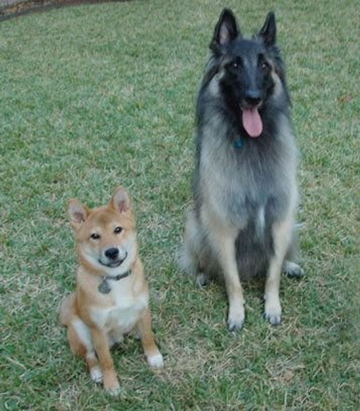 犬の祖先はオオカミだから を疑え 連載 西川文二の 犬ってホントは Vol 1 いぬのきもちweb Magazine 犬の祖先はオオカミだから を疑え 連載 西川文二の 犬ってホントは Vol 1 いぬのきもちweb Magazine