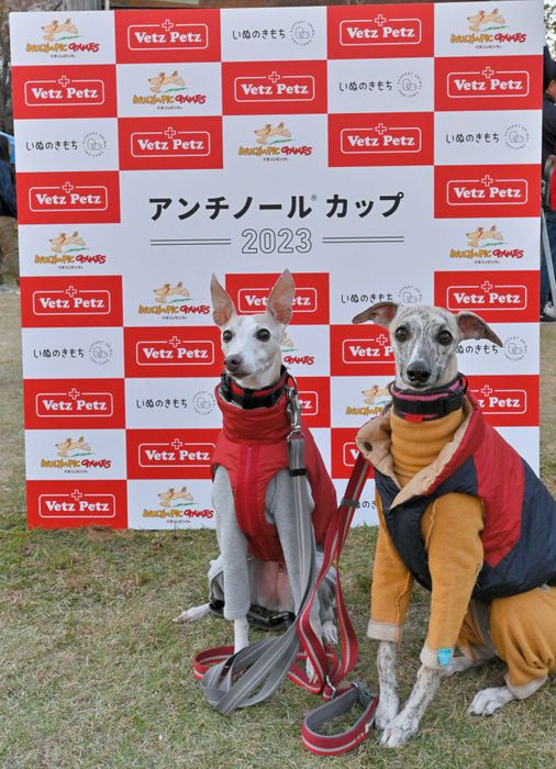 タイムレース50アンチノールカップに参加したウィペット