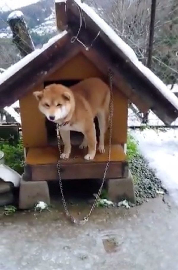 春の雪に戸惑うひまわりちゃん