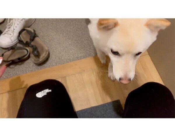 お散歩後のわさびくん