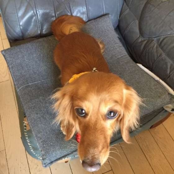 見つめるミニチュア・ダックスフンド