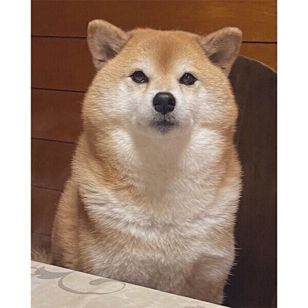 モフモフになったえまちゃん