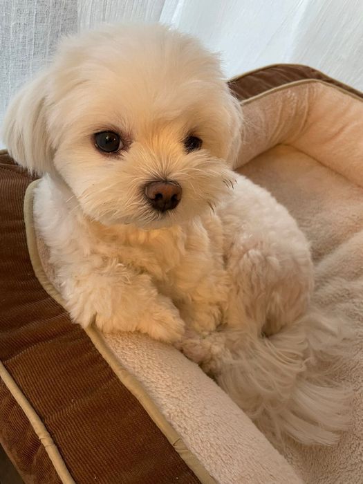 頼りがいのある先輩みたい? マルチーズのぽのちゃん