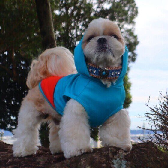 水色のフード付き洋服を着て立って遠くを見ているシー・ズー