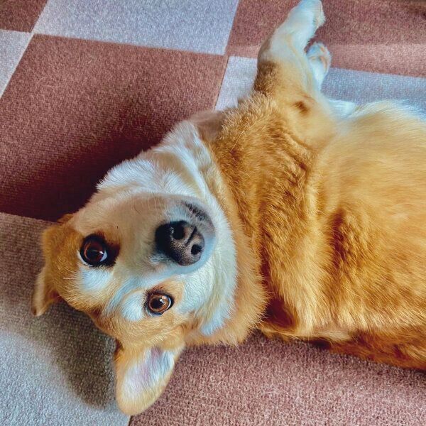 寝転がるSarahちゃん