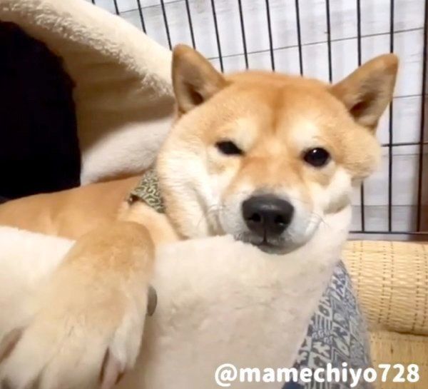 くつろぐ豆千代くん