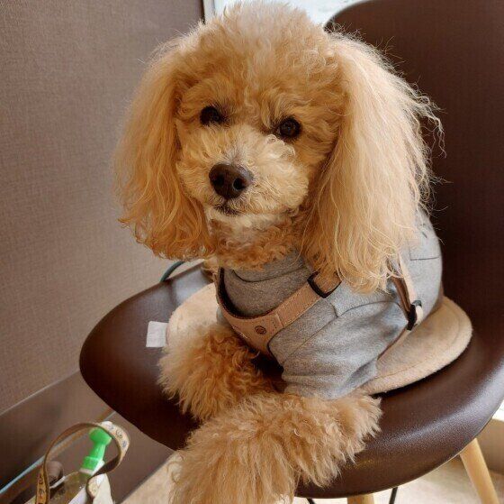 椅子に座るトイ・プードル