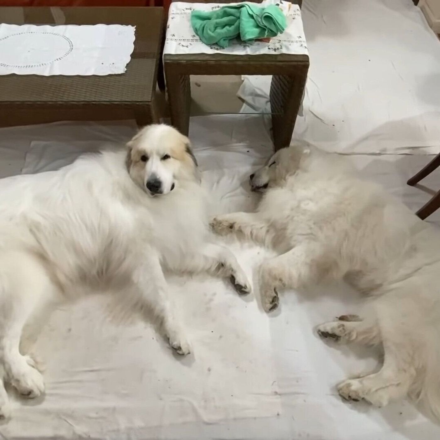 どっちかが寝るとどっちかが起きちゃう なかなか足並みがそろわない大型犬 いぬのきもちweb Magazine どっちかが寝るとどっちかが起きちゃう なかなか足並みがそろわない大型犬 いぬのきもちweb Magazine