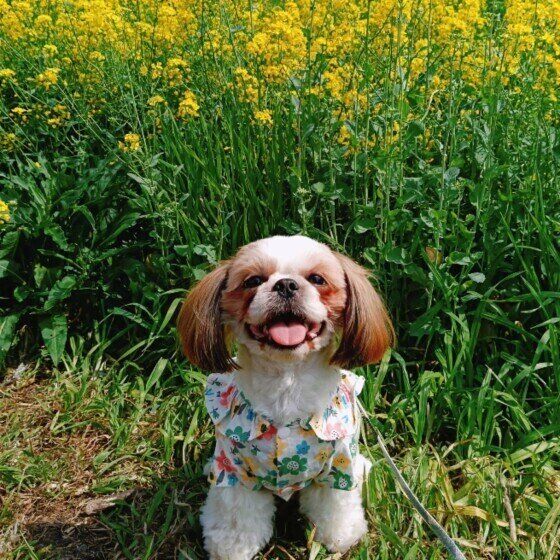 菜の花と笑顔のワンちゃん