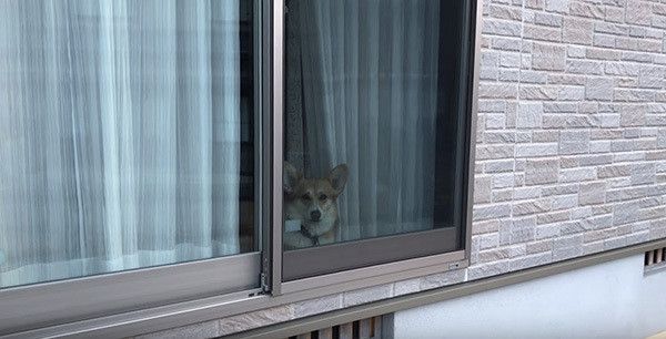 帰りを待つ犬