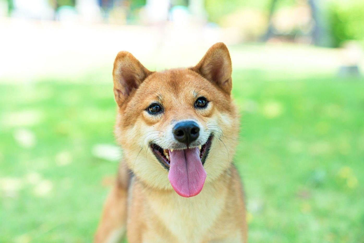 獣医師監修 犬のてんかん 症状や原因 飼い主さんの対応体験談も いぬのきもちweb Magazine 獣医師監修 犬のてんかん 症状や原因 飼い主さんの対応体験談も いぬのきもちweb Magazine