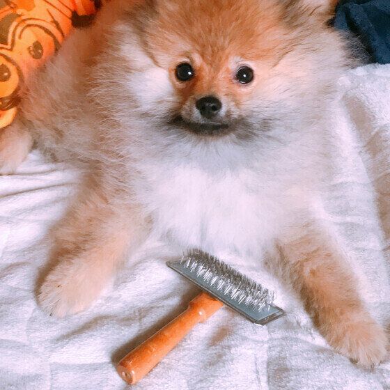 ポメラニアンのPommeくん