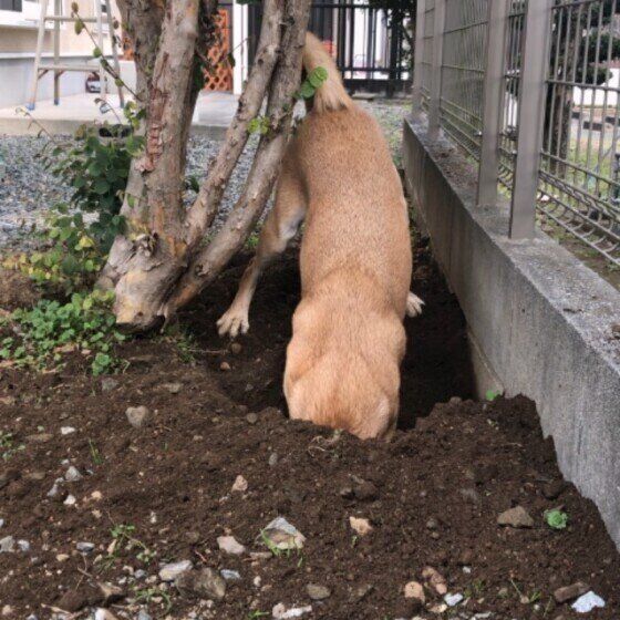 穴を掘るMIX犬