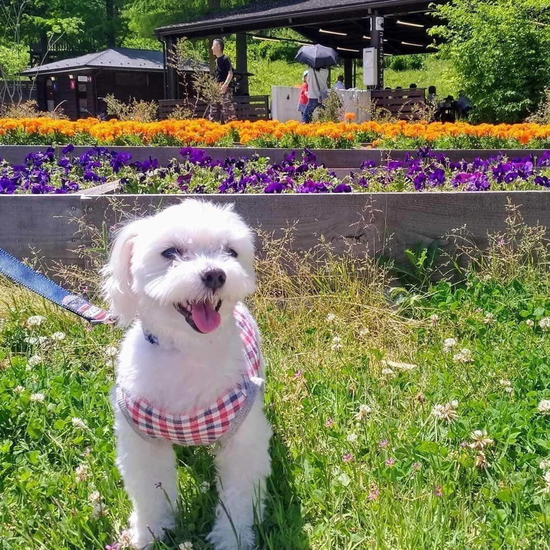 マルチーズのマロンちゃん