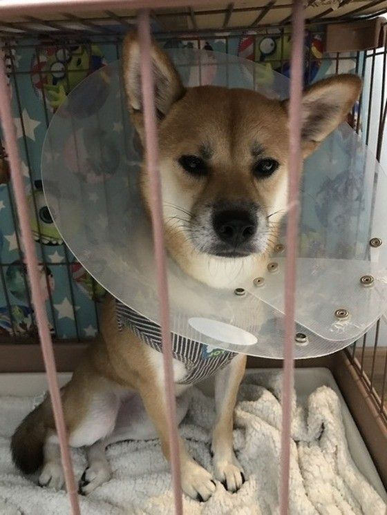 エリザベスカラーの犬