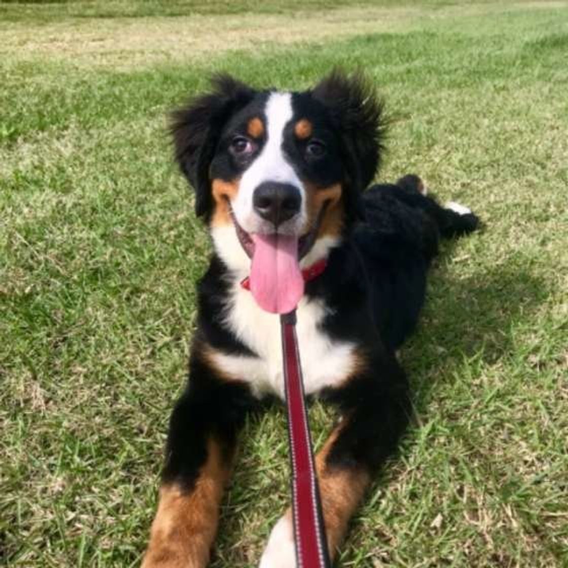 かわいい 笑顔犬 が大集合 ニコッとする犬の本音 知ってる いぬのきもちweb Magazine かわいい 笑顔犬 が大集合 ニコッとする犬の本音 知ってる いぬのきもちweb Magazine