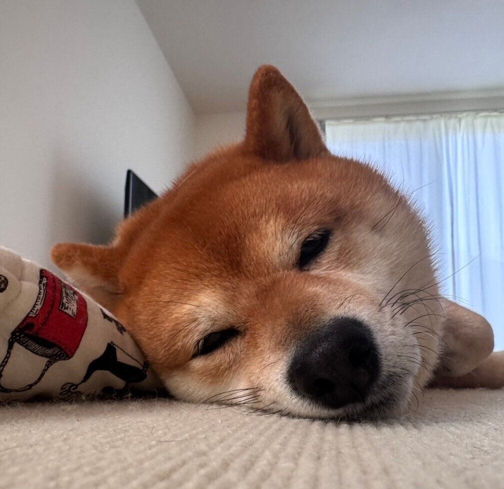 成長しても変わらない寝姿のたわしくん