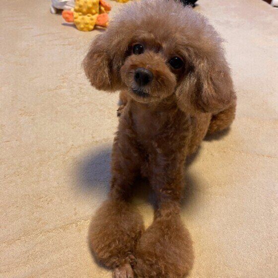 トイ・プードル