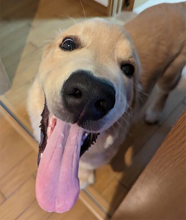 笑顔のポムくん