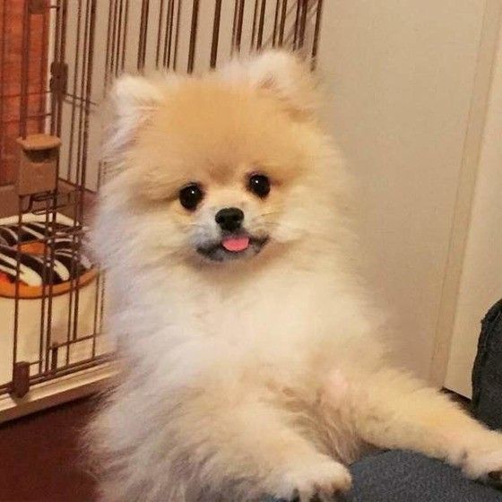 見つめるポメラニアン