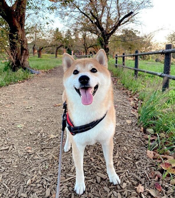 お散歩を楽しむ栗太郎くん