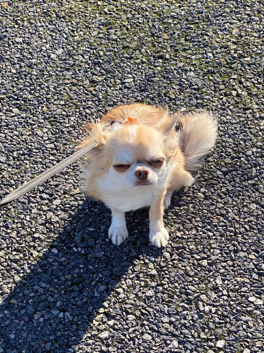 不満そうなとうふくん