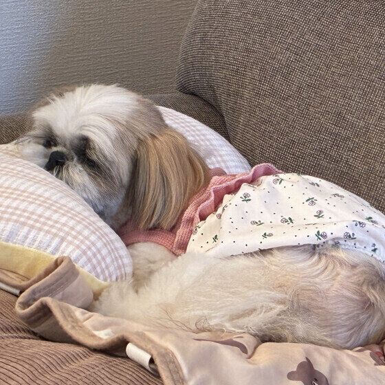 枕にあごをのせるシー・ズー