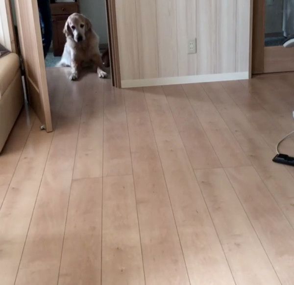 お風呂を拒否する犬