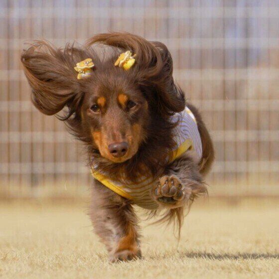 走るミニチュア・ダックスフンド